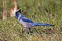 _MG_8013 scrub jay.jpg