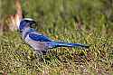 _MG_8016 scrub jay.jpg