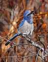 _MG_8049 scrub jay.jpg