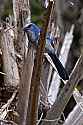 _MG_8199 scrub jay.jpg