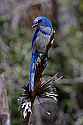 _MG_8249 scrub jay.jpg