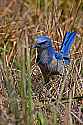 _MG_8284 scrub jay.jpg