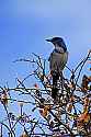 _MG_8332 scrub jay.jpg