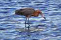 _MG_8557 reddish egret with small fish.jpg