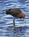 _MG_8576 reddish egret.jpg