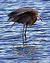 _MG_8677 reddish egret with small fish.jpg