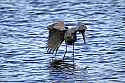 _MG_8681 reddish egret.jpg