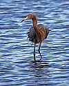 _MG_8787 reddish egret.jpg