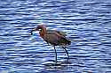 _MG_9007 reddish egret.jpg