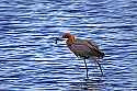 _MG_9008 reddish egret.jpg