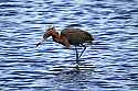 _MG_9032 reddish egret.jpg