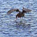 _MG_9078 reddish egret.jpg