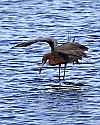 _MG_9080 reddish egret.jpg