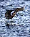 _MG_9094 reddish egret.jpg