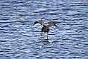 _MG_9097 reddish egret.jpg