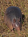 _MG_0087 Nine-banded or long-nosed armadillo.jpg