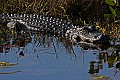 _MG_0171 florida alligator.jpg
