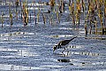 _MG_0437 killdeer on saltmarsh.jpg