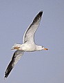 _MG_0547 gull in flight.jpg