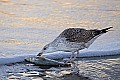 _MG_0580 gull with fish.jpg