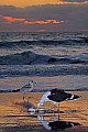 _MG_0603 gull eating fish in surf at sunrise.jpg