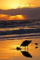_MG_0655 gull eating a fish at sunrise.jpg