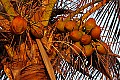 _MG_0664 coconuts.jpg