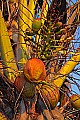 _MG_0666 coconuts.jpg