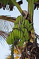 _MG_0670 bananas in tree.jpg