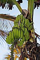 _MG_0671 bananas on tree.jpg