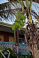 _MG_0672 bananas on tree.jpg