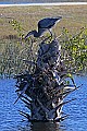 _MG_3075 great blue heron.jpg