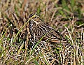 _MG_3083 savannah sparrow.jpg