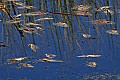 _MG_3195 winter fish kill at the viera wetlands.jpg