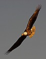 _MG_3263 mature bald eagle flying.jpg