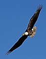 _MG_3263 mature blad eagle flying.jpg