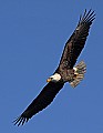 _MG_3264 mature bald eagle flying.jpg