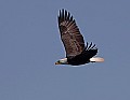 _MG_3276 mature bald eagle flying.jpg