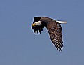 _MG_3278 mature bald eagle flying.jpg