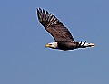 _MG_3279 mature bald eagle flying.jpg