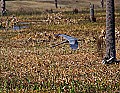 _MG_3326 great blue heron landing.jpg