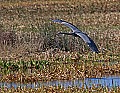 _MG_3329 great blue heron flying.jpg