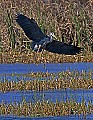 _MG_3334 great blue heron landing.jpg