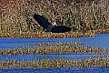 _MG_3335 great blue heron landing.jpg