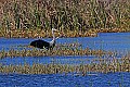 _MG_3339 great blue heron landing.jpg