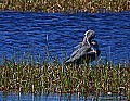 _MG_3343 great blue heron preening.jpg