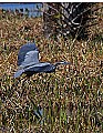 _MG_3348 great blue heron taking off.jpg