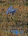 _MG_3351 great blue heron landing.jpg