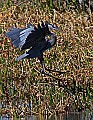 _MG_3353 great blue heron landing.jpg
