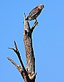 _MG_3406 red-shouldered hawk.jpg